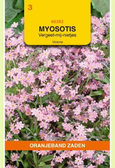 Vergissmeinnicht Victoria Rose (Myosotis) 350 Samen